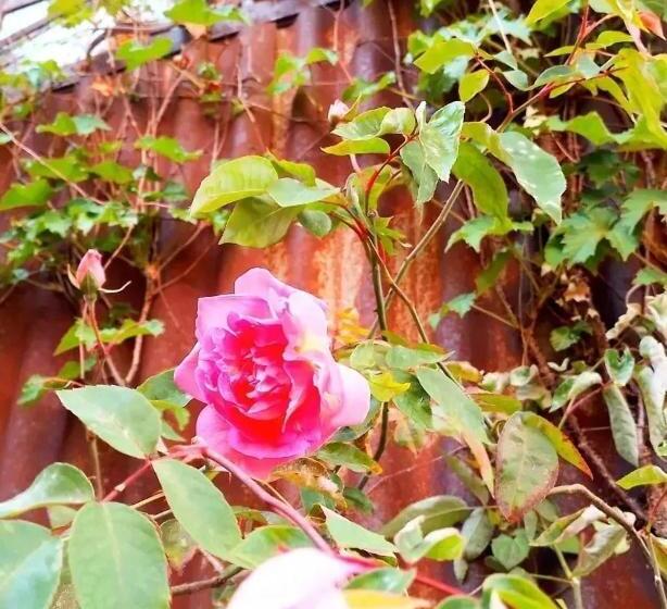 Bed and Breakfast La Verdosa