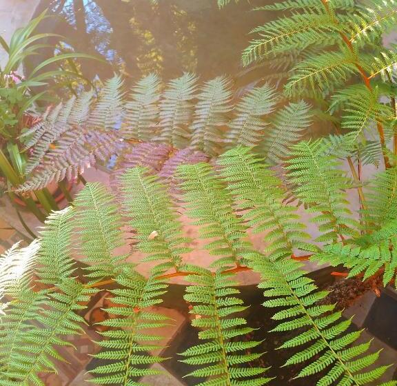 Bed and Breakfast La Verdosa