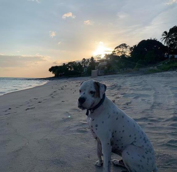 فندق Casa Swell Coronado A Unique Blend Of Luxury And Nature In The Hearth Of Coronado