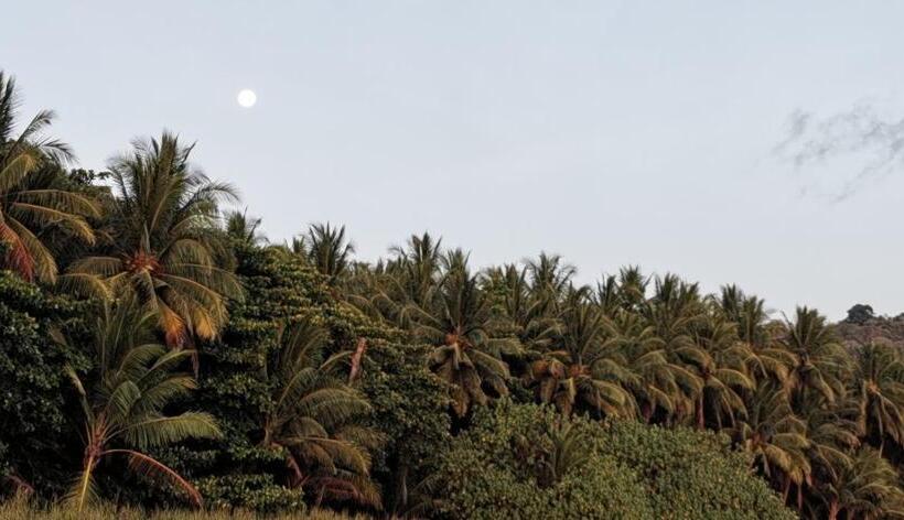 فندق Ritmo Tropical   Pool And Breakfast