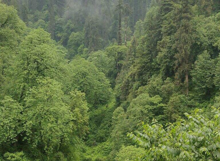 酒店 The Forest Pinnacle And Café, Jibhi