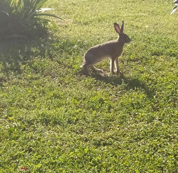 ベッドアンドブレックファースト La Rosa Selvatica