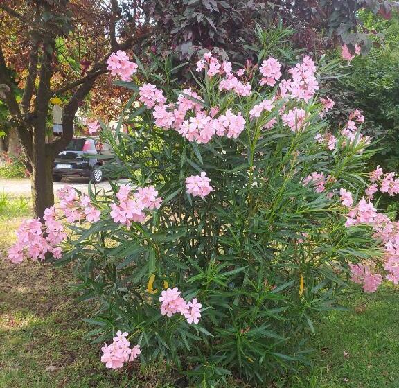 ベッドアンドブレックファースト La Rosa Selvatica