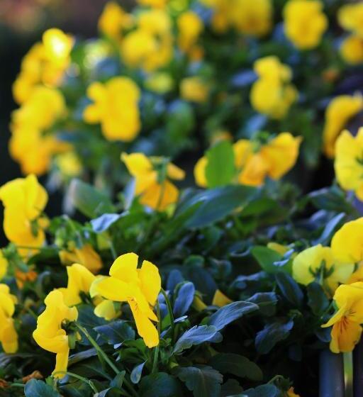 بنسيون Garage Con Camere