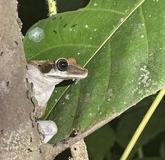 پانسیون Maiku Amazonas