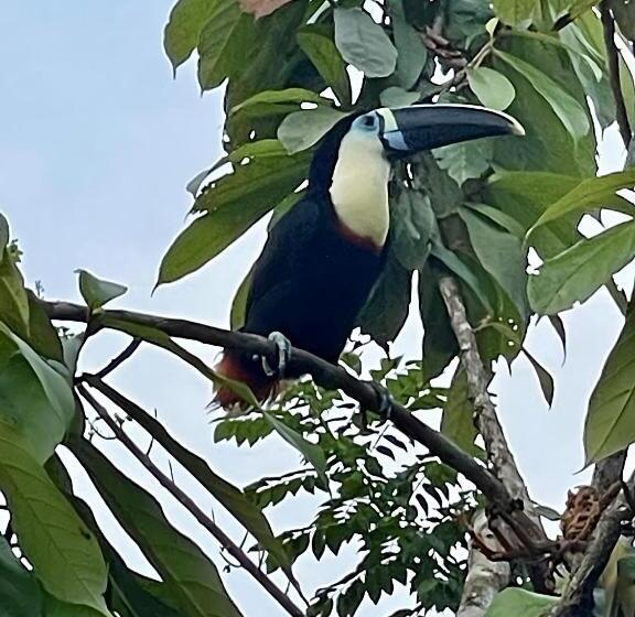 بنسيون Maiku Amazonas