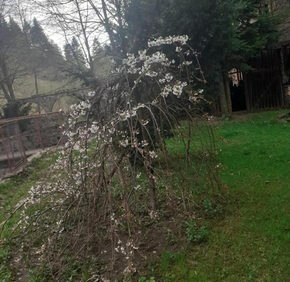 ホテル Pensiunea Perla Maramuresului