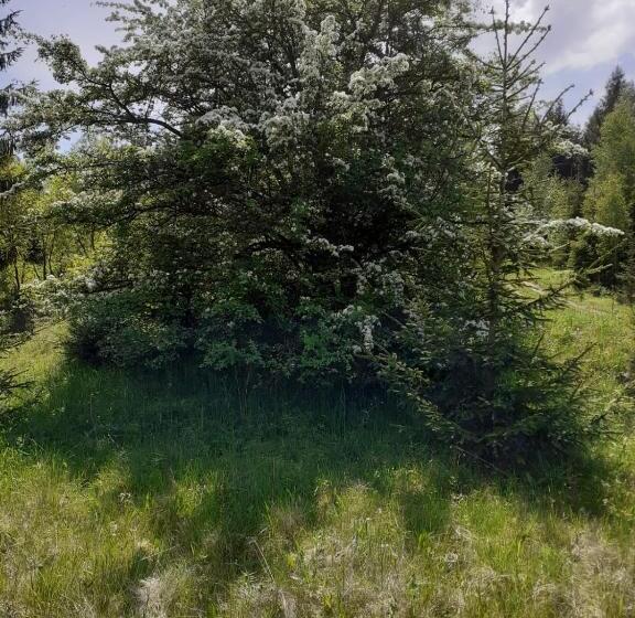 ホテル Pensiunea Perla Maramuresului