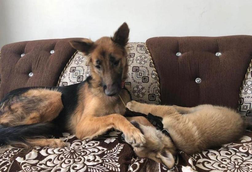 فندق Sparrow Inn