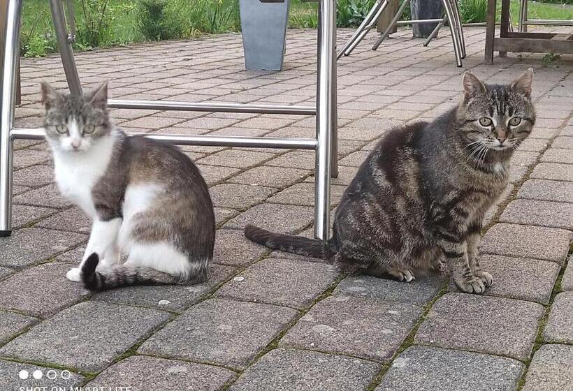 펜션 Gästehaus Kuck