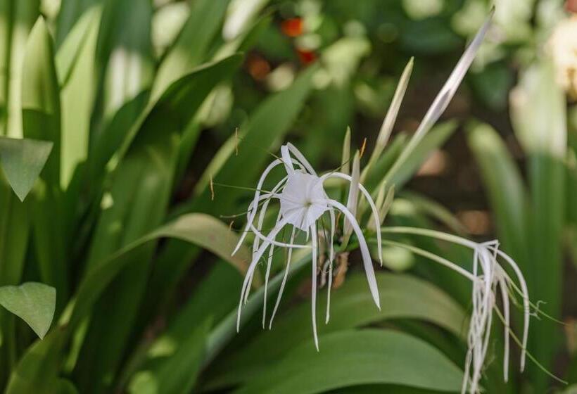 فندق Phka Kravan Boutique