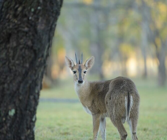 리조트 Atkv Eiland Spa