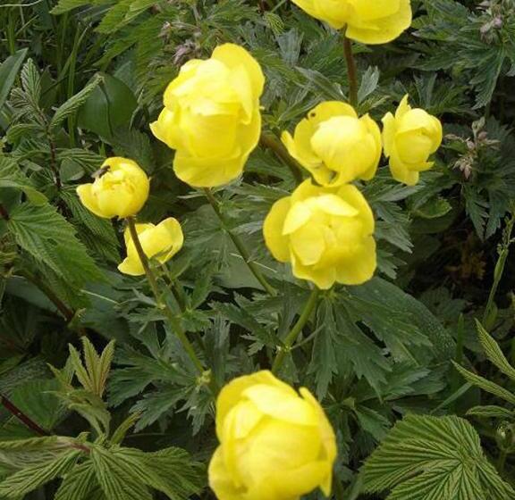 Rhöner Landhotel Haus Zur Wasserkuppe