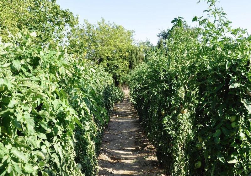 בית מלון כפרי Rural La Paloma