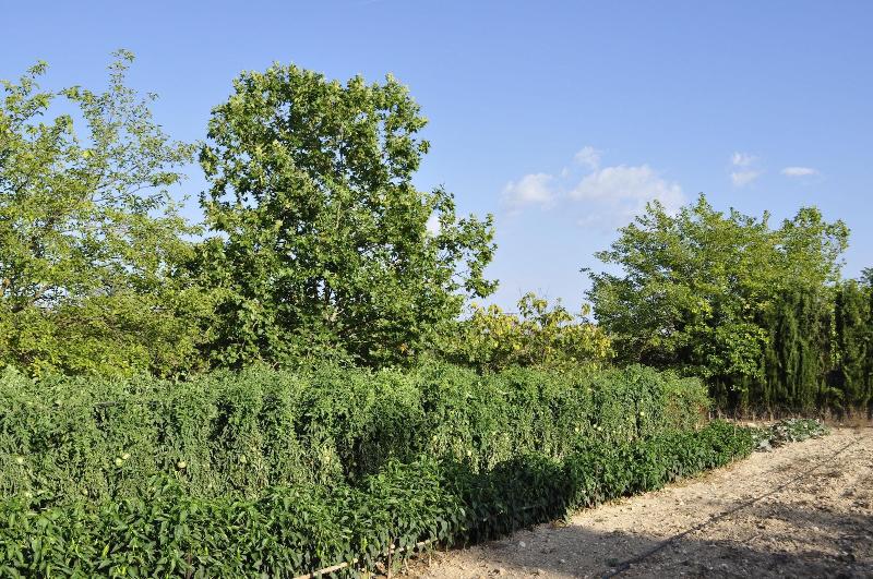 בית מלון כפרי Rural La Paloma