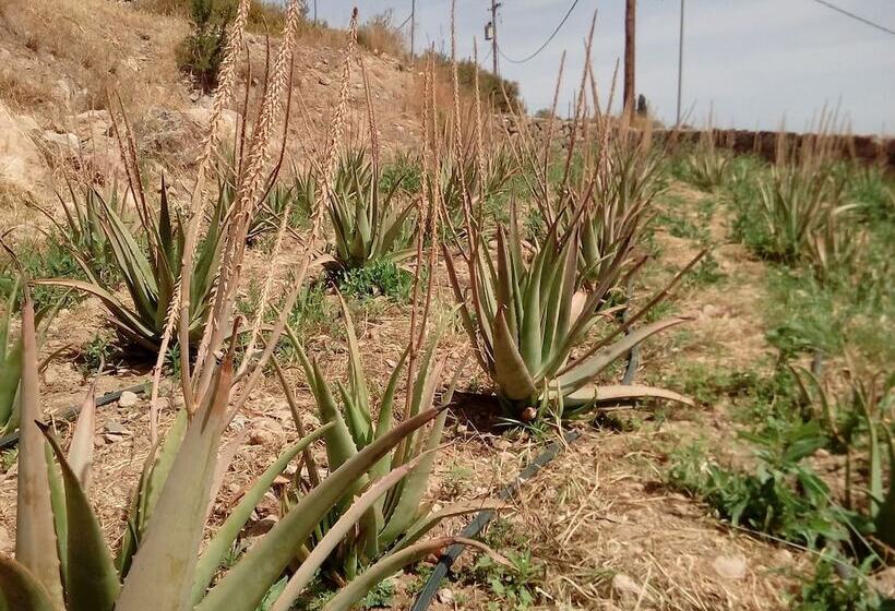 Отель Cavo Petra