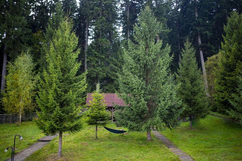 酒店 Floare De Colt