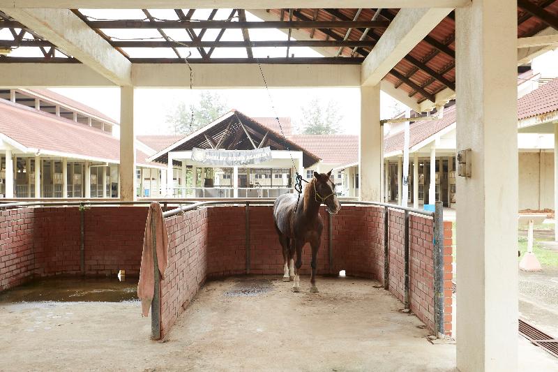 فندق Terengganu Equestrian Resort