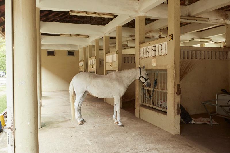 فندق Terengganu Equestrian Resort