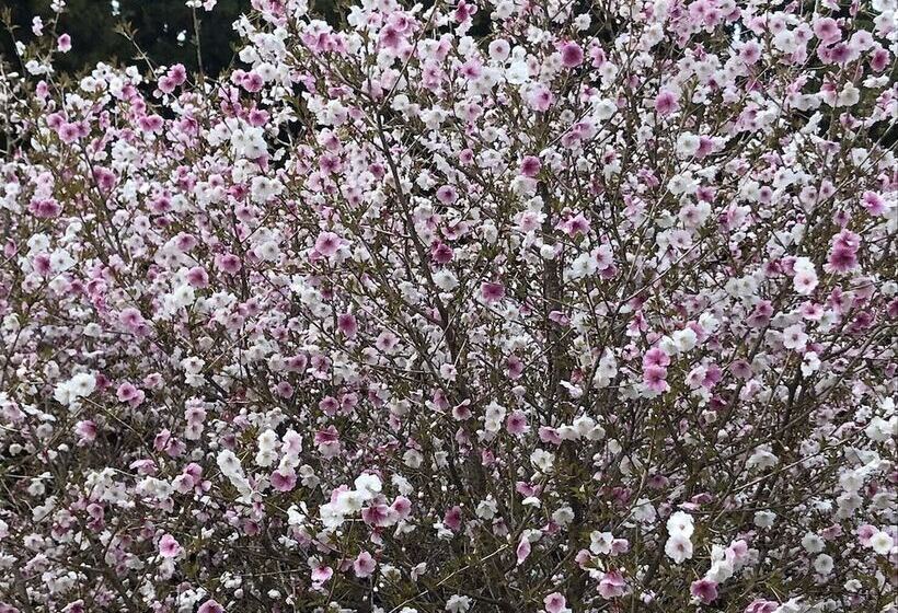 Отель Yadomaru Mine Non Smoking