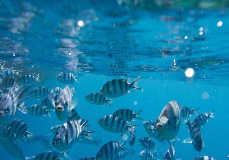 فندق Beachcomber Island Resort