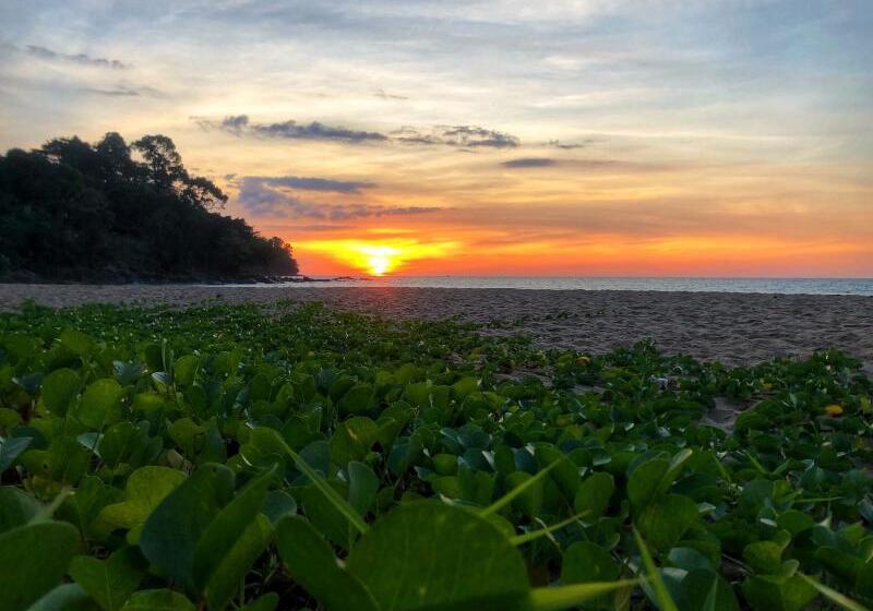 ホテル Khaolak Palm Beach Resort