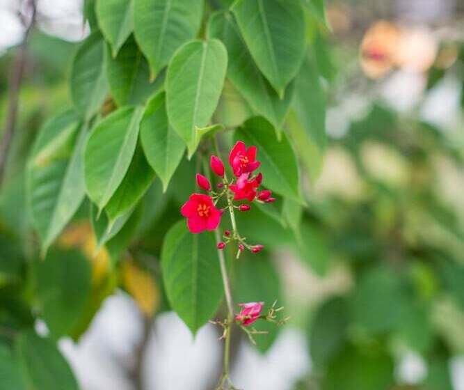 酒店 Lomani Island Resort – Adults Only