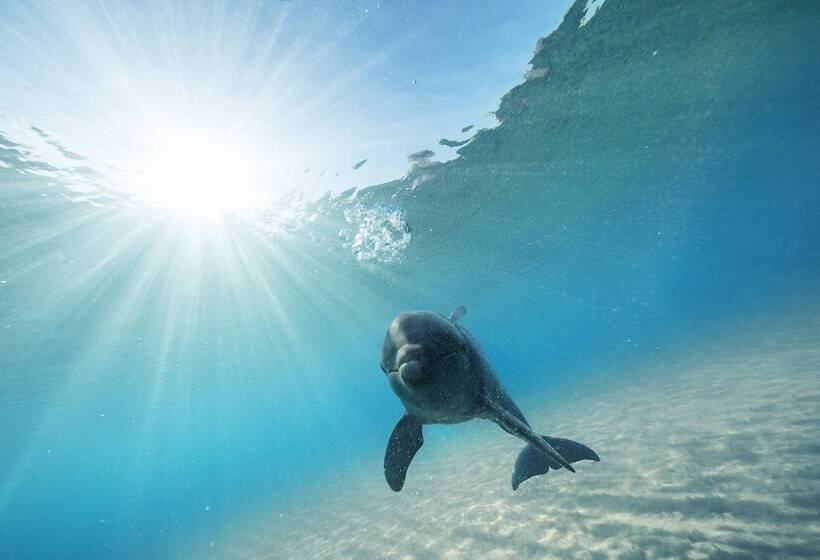Курорт The Reef At Atlantis