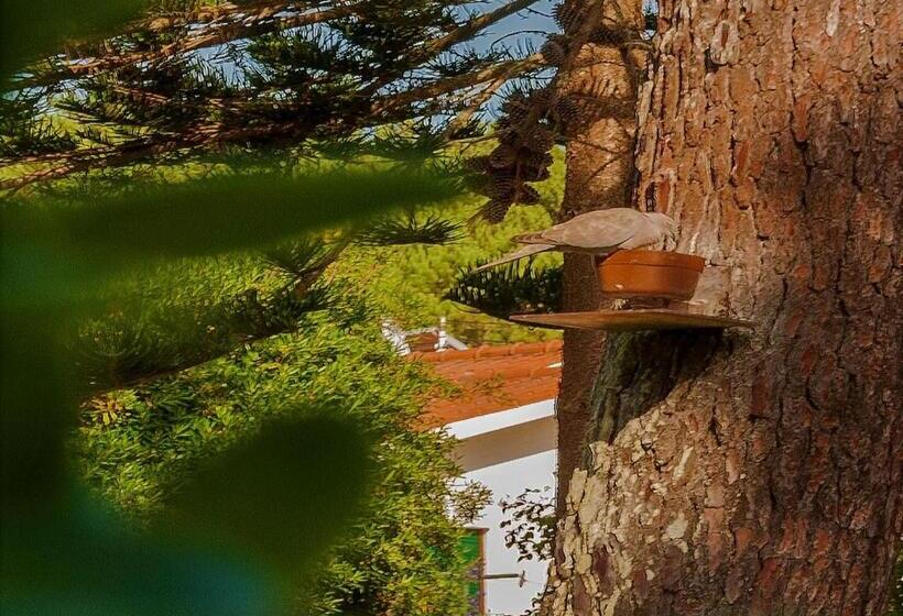 Bed and Breakfast Verde Pinho Bed&breakfast