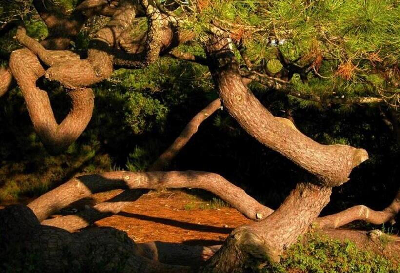 Bed and Breakfast Verde Pinho Bed&breakfast