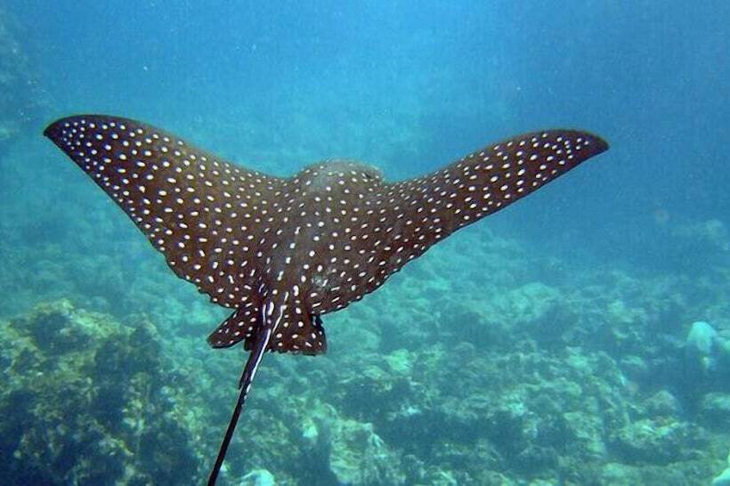 酒店 Coastalbay 2 & Golf Cart Rental