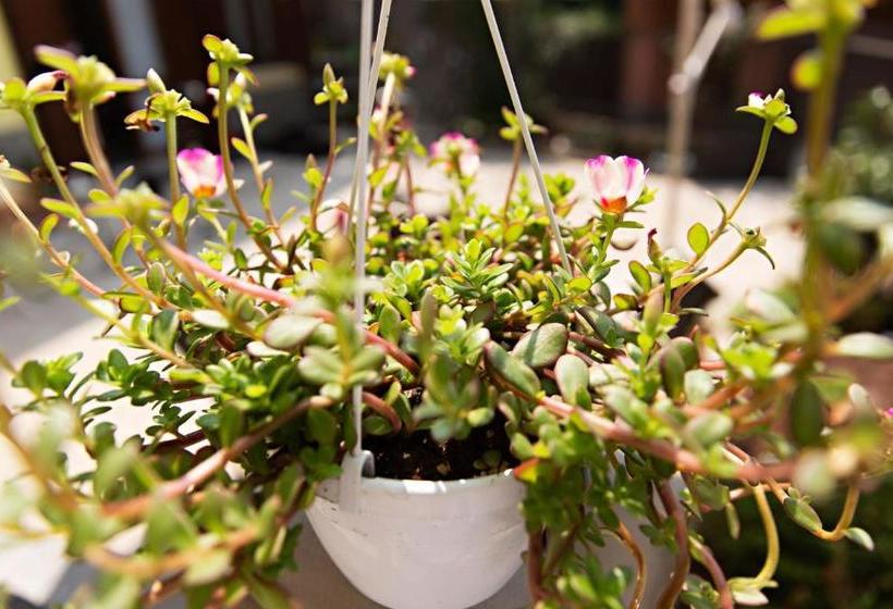 ペンション B&b La Corte Della Nonna