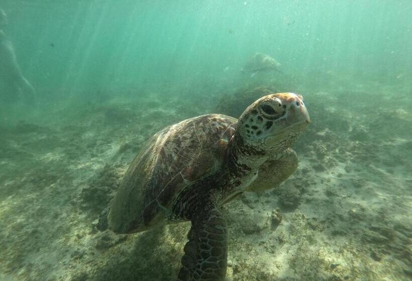 ペンション Hawara Coliving Midigama