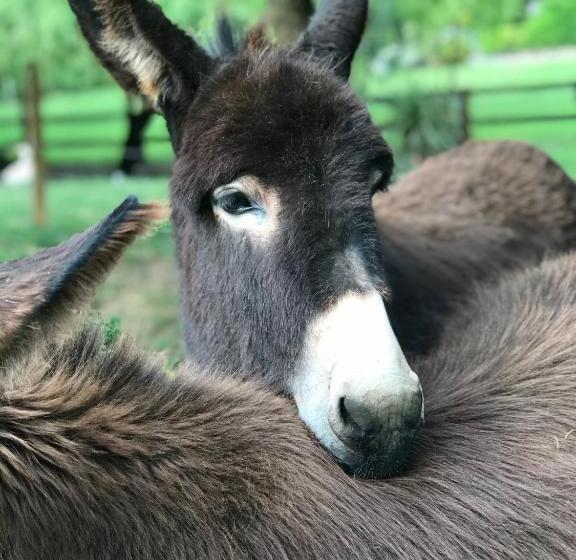 هتل Agroturismo Anziola