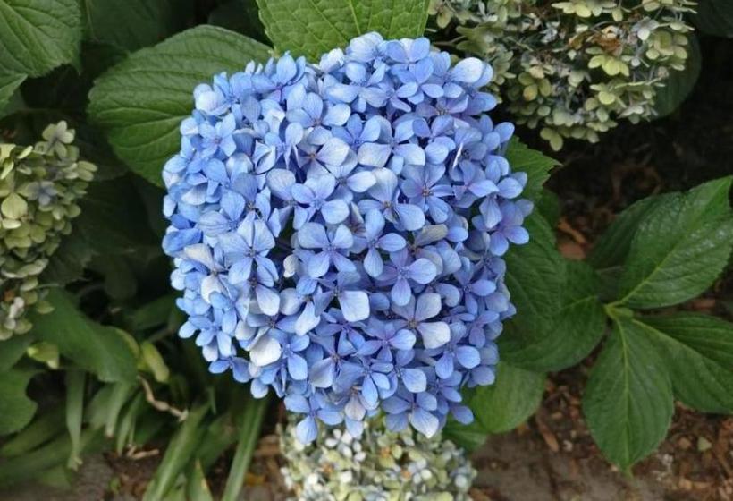 פנסיון Valley View