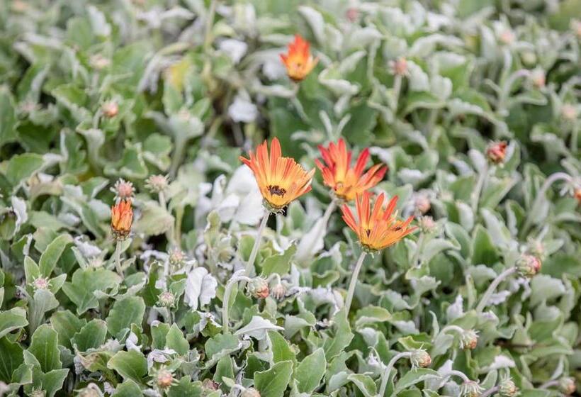 Пансион Apartments Zentil Banjol