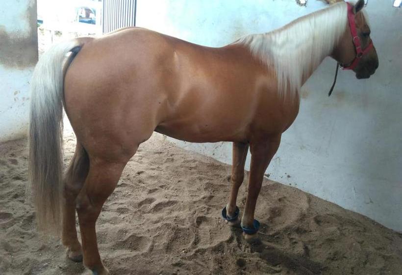 膳宿费 Pousada Toca Da Coruja