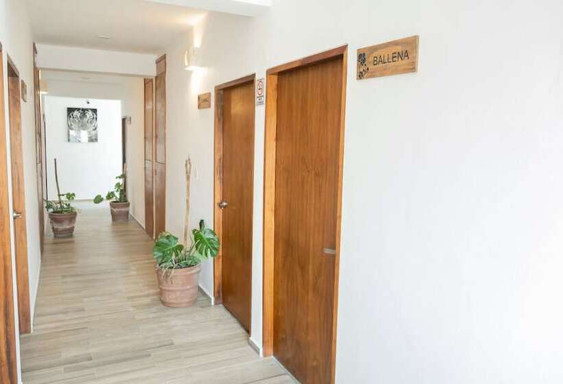 酒店 Pelecanus Suites Holbox