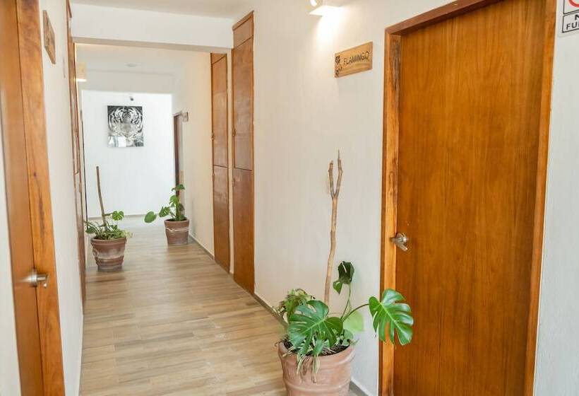 酒店 Pelecanus Suites Holbox