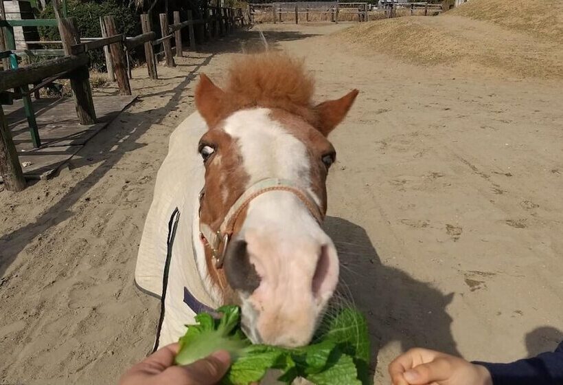 Пансион Poka Poka Village