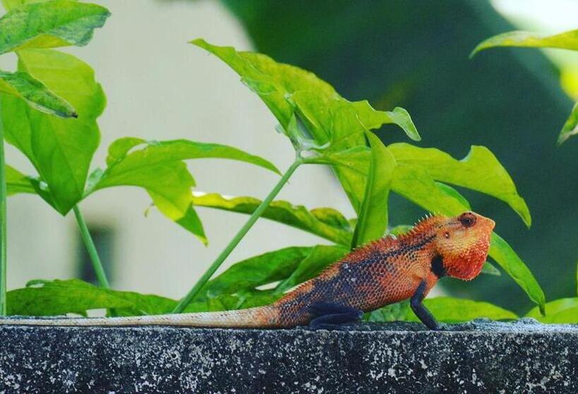 پانسیون Tiger Shark Residence & Dive
