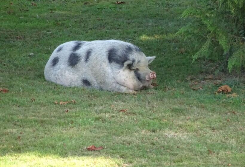 ベッドアンドブレックファースト Arret Et Aller