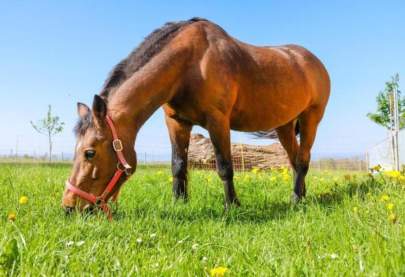 호텔 Hof Tschannen