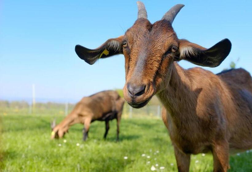 호텔 Hof Tschannen