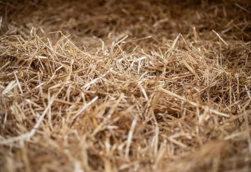 호텔 Hof Tschannen