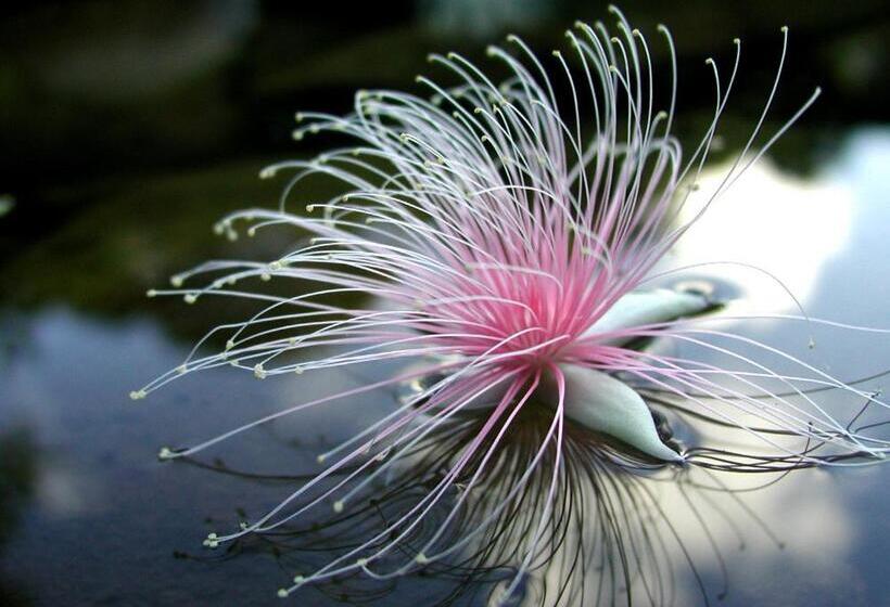 בית מלון כפרי Ilmare Unarizaki