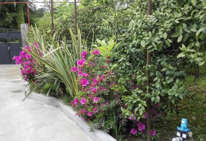 پانسیون Guest House Imeda