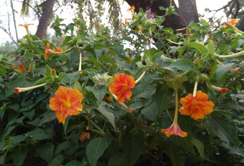 Pensão Indraprasth Palolem Hill