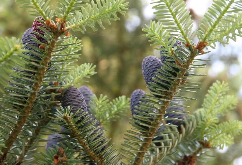 Pension A Restaurant Vesna   české švýcarsko