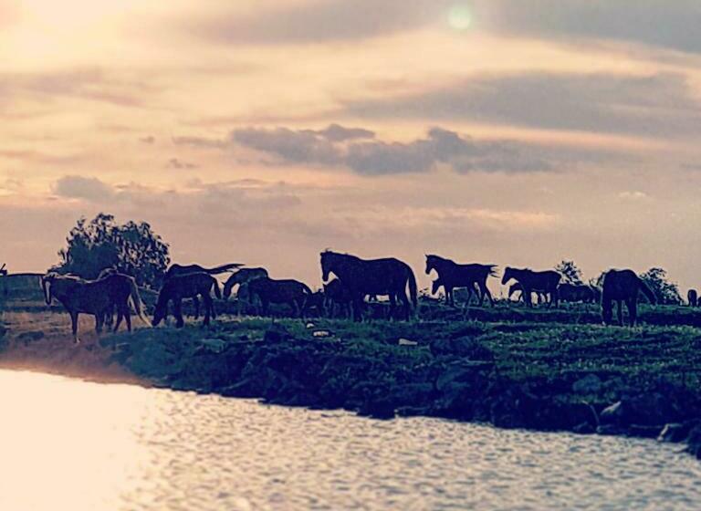 渡假胜地  Satul De Vacanta Campo Euro Club